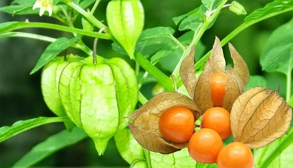 Cây thù lù: 10+ Công dụng, bài thuốc đơn giản, hiệu quả