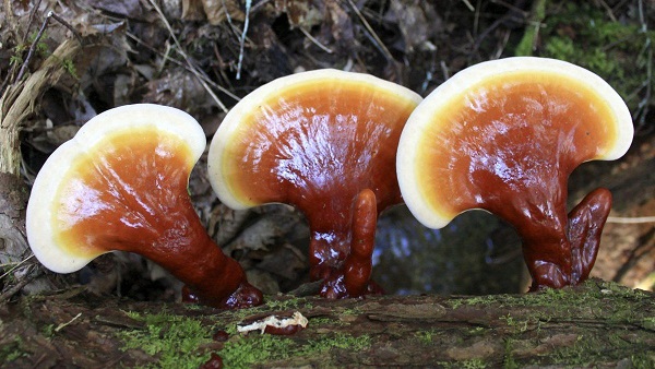 [Từ a-z] Nấm lim xanh_ thần dược tốt cho sức khỏe