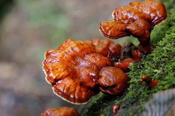 tac dung cua nam lim xanh