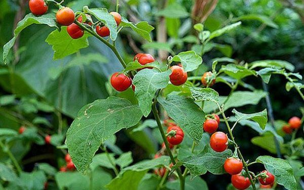 Cây cà gai leo:10+ Thông tin về cây dược liệu không phải ai cũng biết