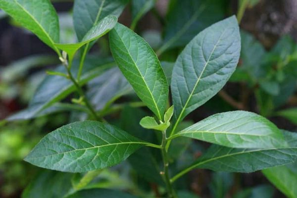 Cây mật gấu: Công dụng, cách sử dụng và những lưu ý nên biết