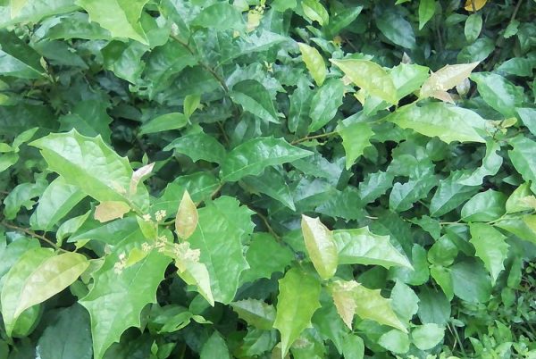 Cây xạ đen – 10+ Công dụng, bài thuốc và những điều cần lưu ý