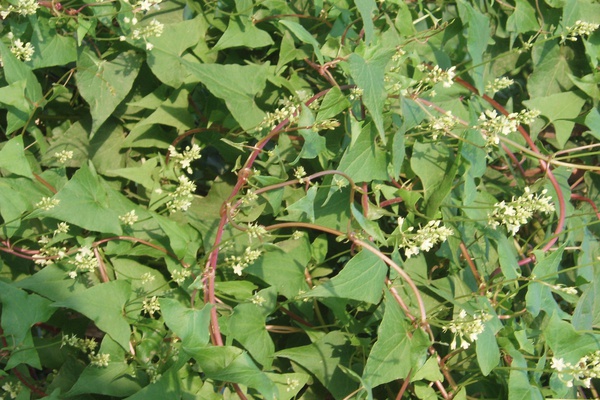 Hà thủ ô – dược liệu quý tốt cho sức khỏe