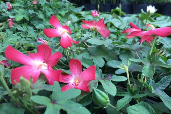 Sâm bố chính: Công dụng và 29 bài thuốc chữa bệnh