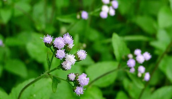 bài thuốc chữa bệnh có hoa cứt lợn