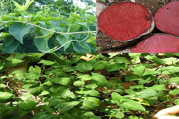 Bài thuốc chữa bệnh từ hà thủ ô đỏ