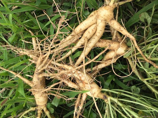 Bài thuốc chữa bệnh từ sâm bố chính