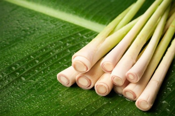 bài thuốc trị bệnh từ cây sả