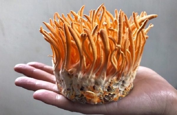 bài thuốc từ đông trùng hạ thảo