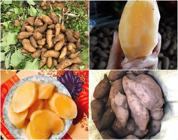 các bài thuốc chữa bệnh từ sâm đất