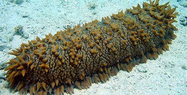 cách chế biến hải sâm biển