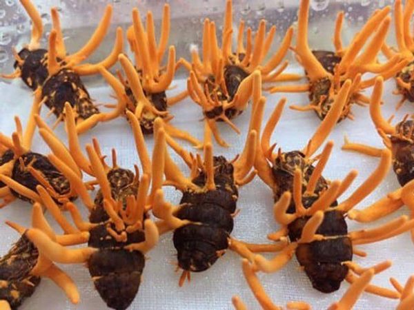 Cách dùng đông trùng hạ thảo