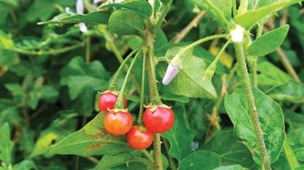 cách sử dụng cây cà dây