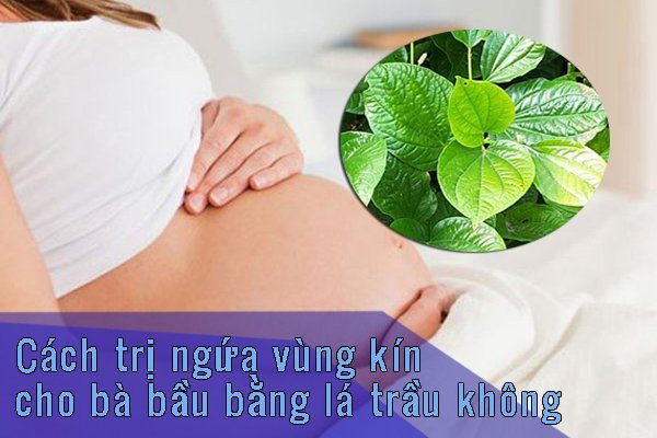 Cách chữa ngứa vùng kín cho bà bầu bằng lá trầu không