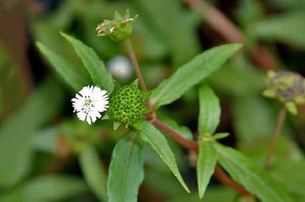 Trị bệnh rong kinh tại nhà bằng cây nhọ nồi