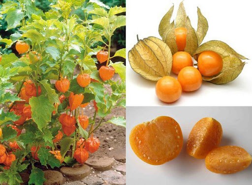 cây tầm bóp có tác dụng gì