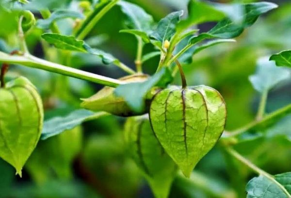 cây tầm bóp là gì