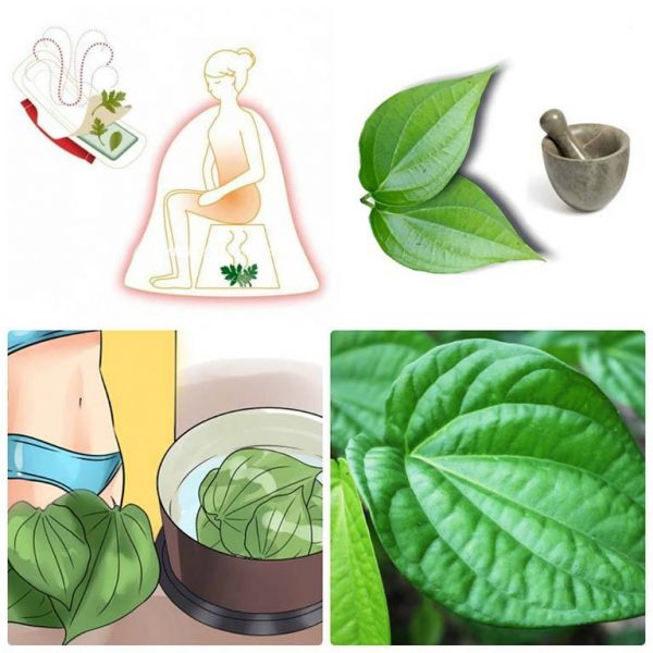 Lá trầu không trị ngứa vùng kín