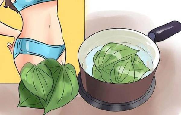 [Không nên bỏ qua] 6+ cách chữa viêm phụ khoa bằng lá trầu không