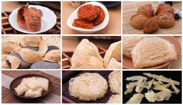 Có bao nhiêu loại tổ yến