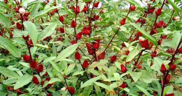 công dụng của atiso đỏ