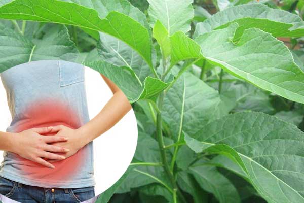 công dụng của cây mật gấu