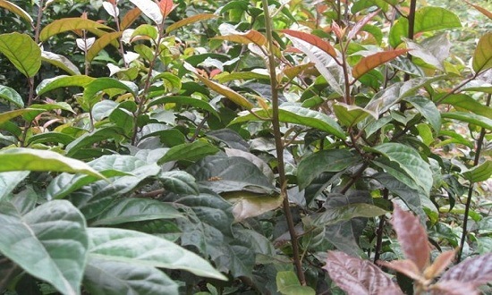 Công dụng của cây xạ đen