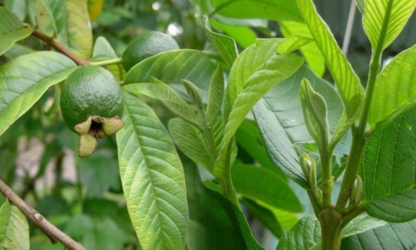 Bài thuốc dân gian chữa ngứa âm đạo từ lá ổi