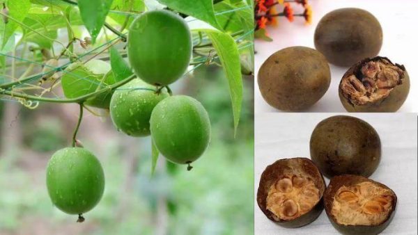 Công dụng của quả la hán