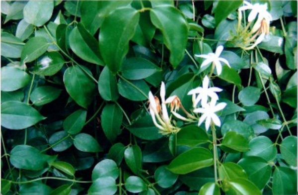 đặc điểm cây chè vằng