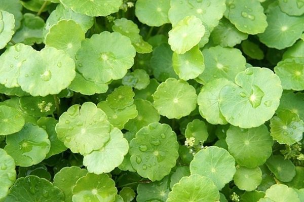 đặc điểm của rau má