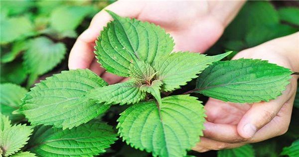 đặc tính của tía tô trong Đông y