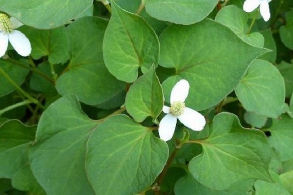 Làm gì để hết ngứa vùng kín – Dùng lá diếp cá