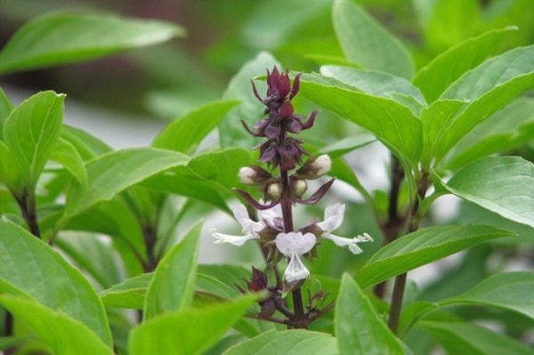 Sử dụng lá húng quế