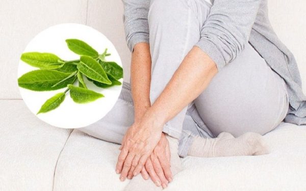 Giảm ngứa cơ quan sinh dục bằng lá chè xanh