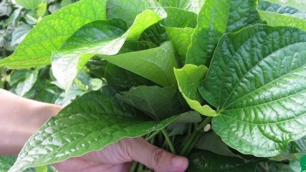 lá lốt chữa bệnh gì