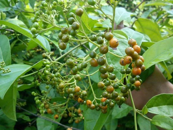 Những đối tượng không nên và nên dùng xạ đen