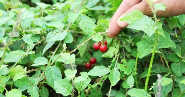 Những lưu ý khi sử dụng cà gai