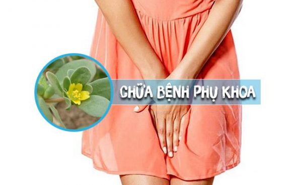 Rau sam- Cách chữa viêm nhiễm phụ khoa tại nhà