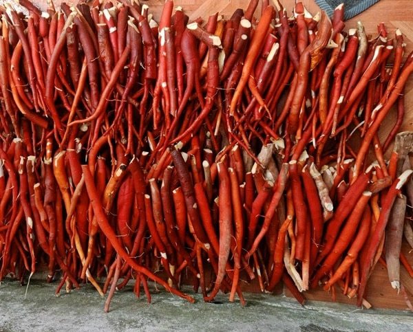 sâm cau có mấy loại