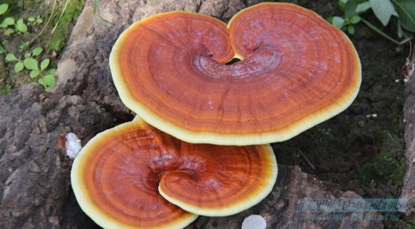 Tác hại của nấm linh chi