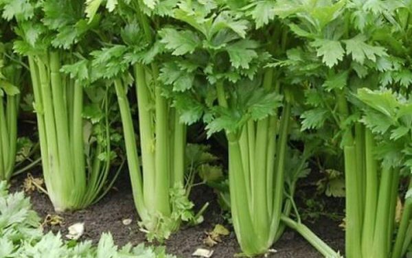 thế nào là cần tây