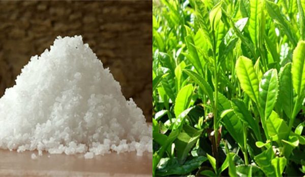 Trị ngứa vùng kín bằng nước muối và lá trà xanh