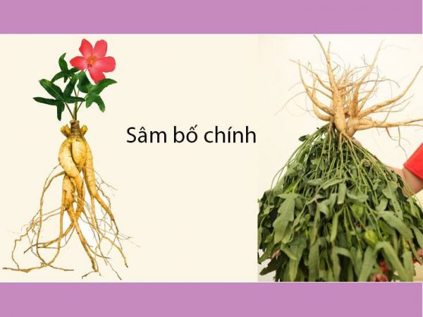 vị thuốc sâm bố chính