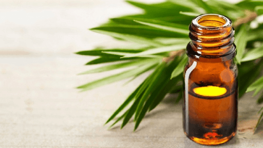 [ Giải đáp thắc mắc] Dầu tràm bán ở đâu? 5+ Địa chỉ uy tín nên tham khảo