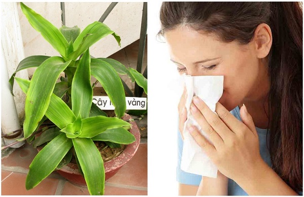 Bài thuốc trị viêm xoang tại nhà