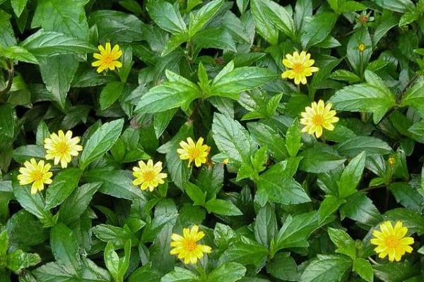 meo chua viem da co dia bang phuong phap tu nhien