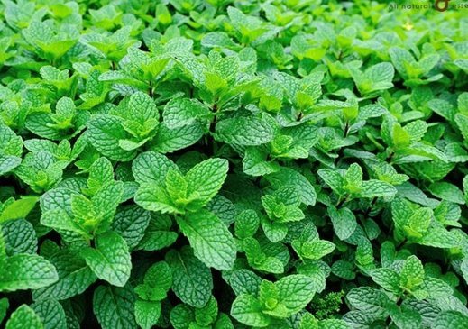 da nổi mụn như da gà