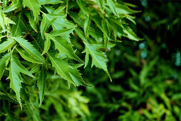 bài thuốc chữa bệnh từ cây đinh lăng