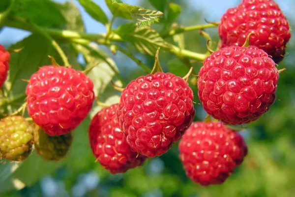 bài thuốc sử dụng mâm xôi